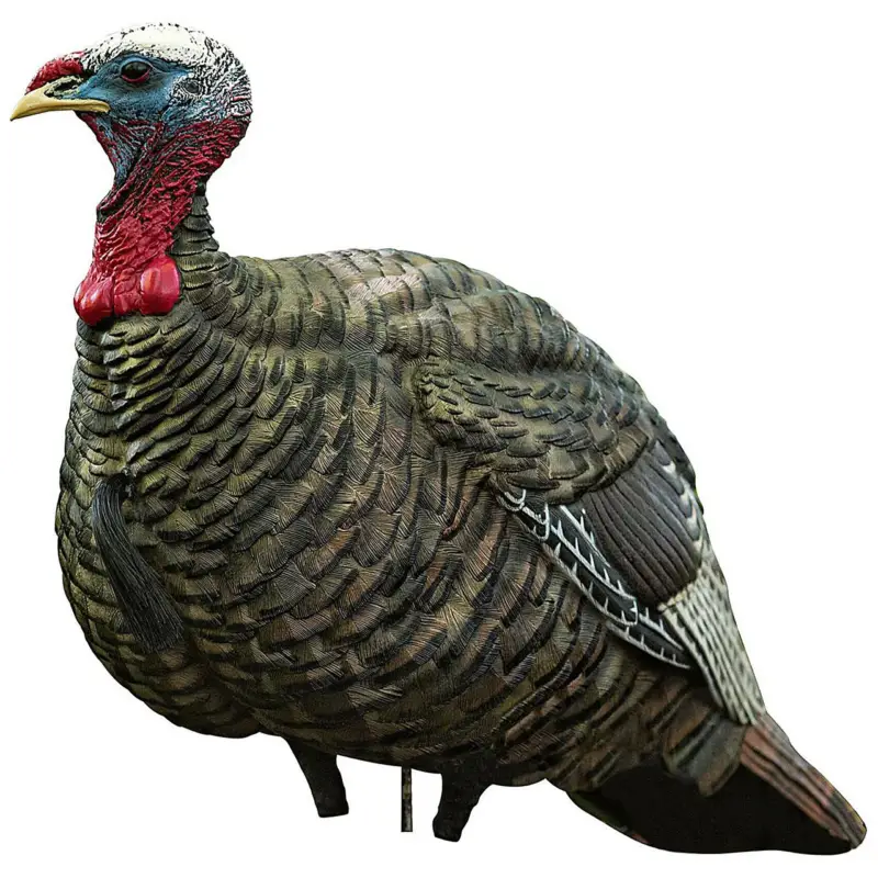 Avian-X LCD Quarter Strut Jake Turkey Decoy Buy Direct