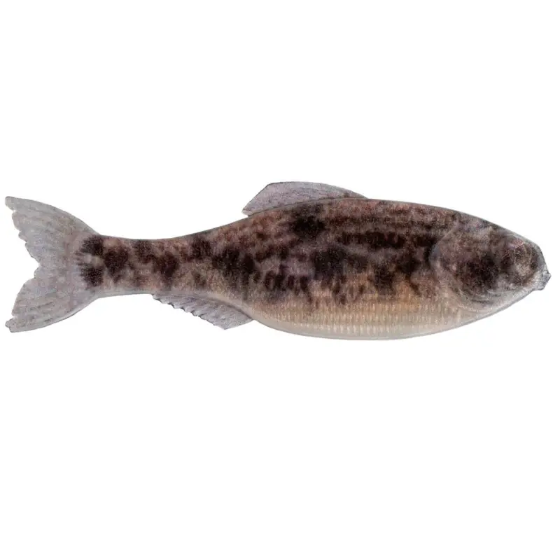6th Sense Panorama Softbait 3.5" Live Goby Save Now